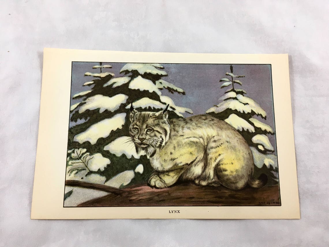 1922 Lynx/ Bobcat Lithograph. Encyclopedia Print Book Page. image 0