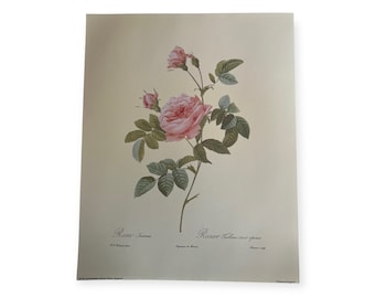 Pink Moss Rose Redoute Alba Rosa Vintage Flower Botanical