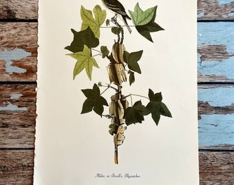 Alder Flycatcher Vintage Audubon Birds of America Print. 1978 Large Poster Sized Print for Framing. Song Bird Perched on Sweet Gum Branch