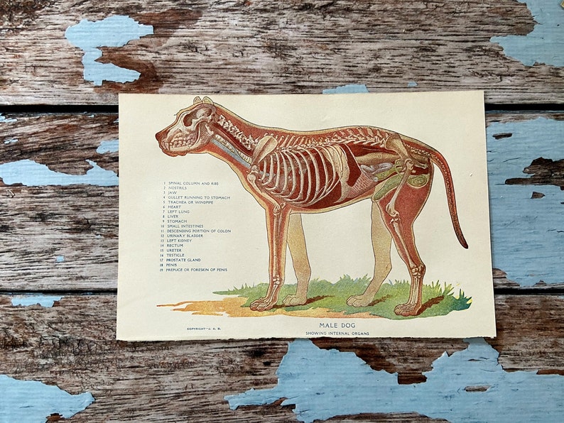 Antike HUND männlich Anatomie Tierarzt Druck. Volle Farbe Etsy