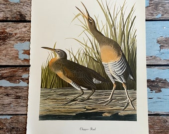 Clapper Rail  Vintage Audubon Birds of America Print. 1978 Large Poster Sized Print for Framing. Ground Bird Among the Rushes