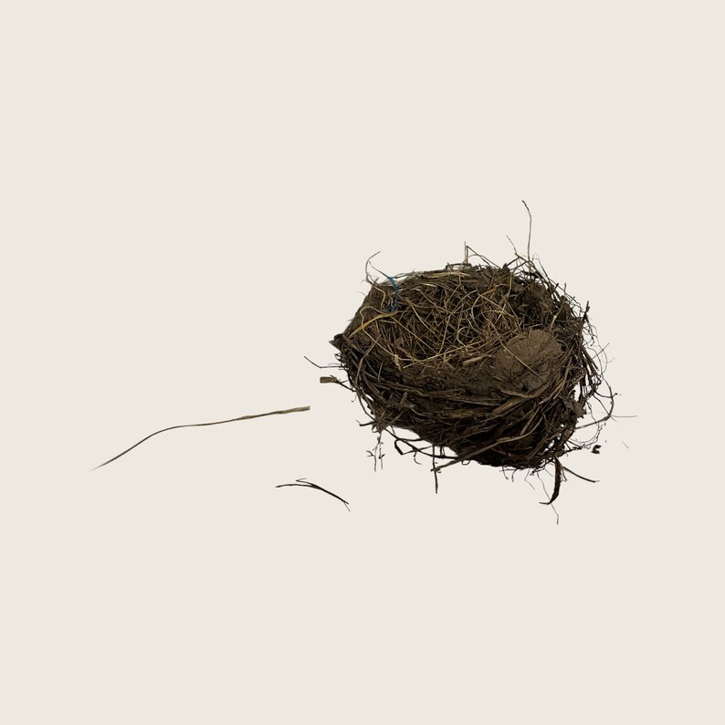 Natural Birds Nest Made by Vermont Birds. Robins Nest. A Etsy