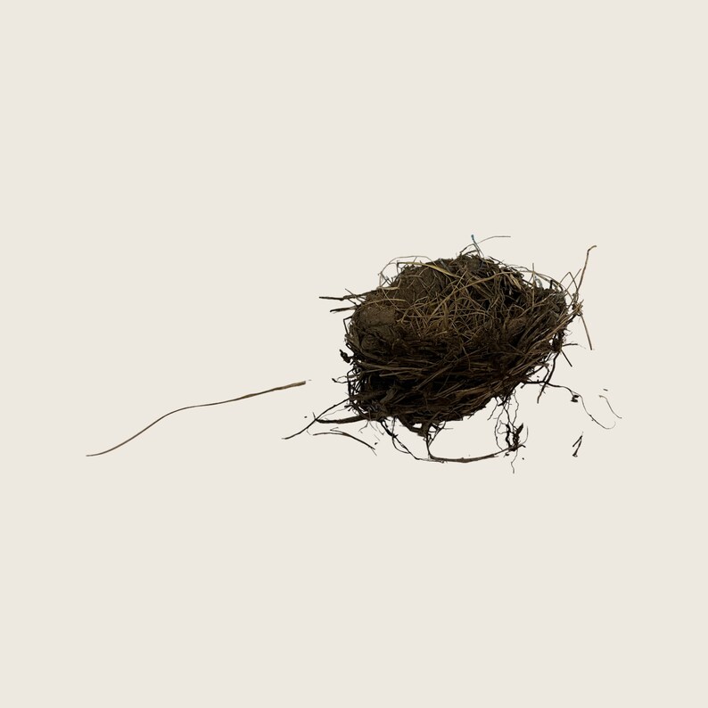 Natural Birds Nest Made by Vermont Birds. Robins Nest. A Etsy