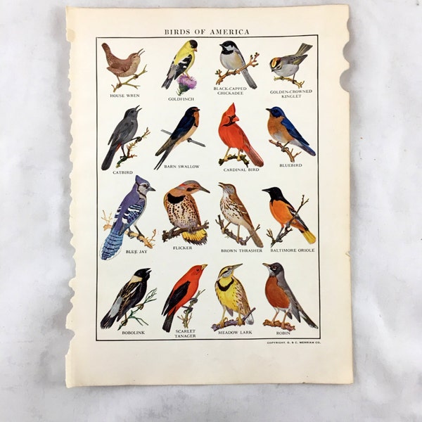 Bird Dictionary Art Etsy