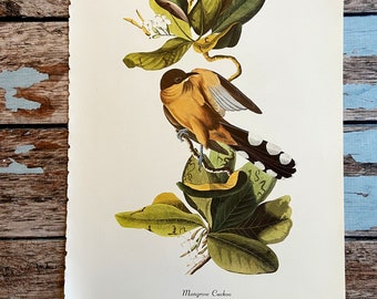 MANGROVE CUCKOOO Vintage Audubon Birds of America Print. 1978 Large Poster Sized Print for Framing. Song Bird Perched on Mangrove Branch