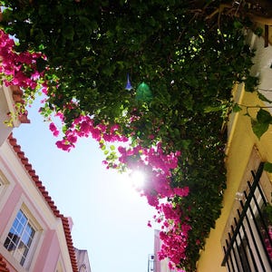Bougainvillea | Cascais, Portugal | Travel Photography | Digital Print