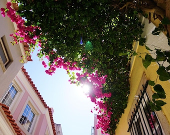 Bougainvillea | Cascais, Portugal | Reisefotografie | Digitaldruck