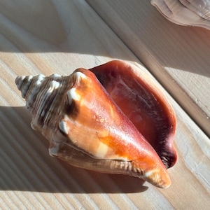 Sanibel Island Seashells