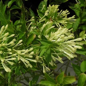 night jasmine-queen of the night-cestrum nocturnum 5+ seeds