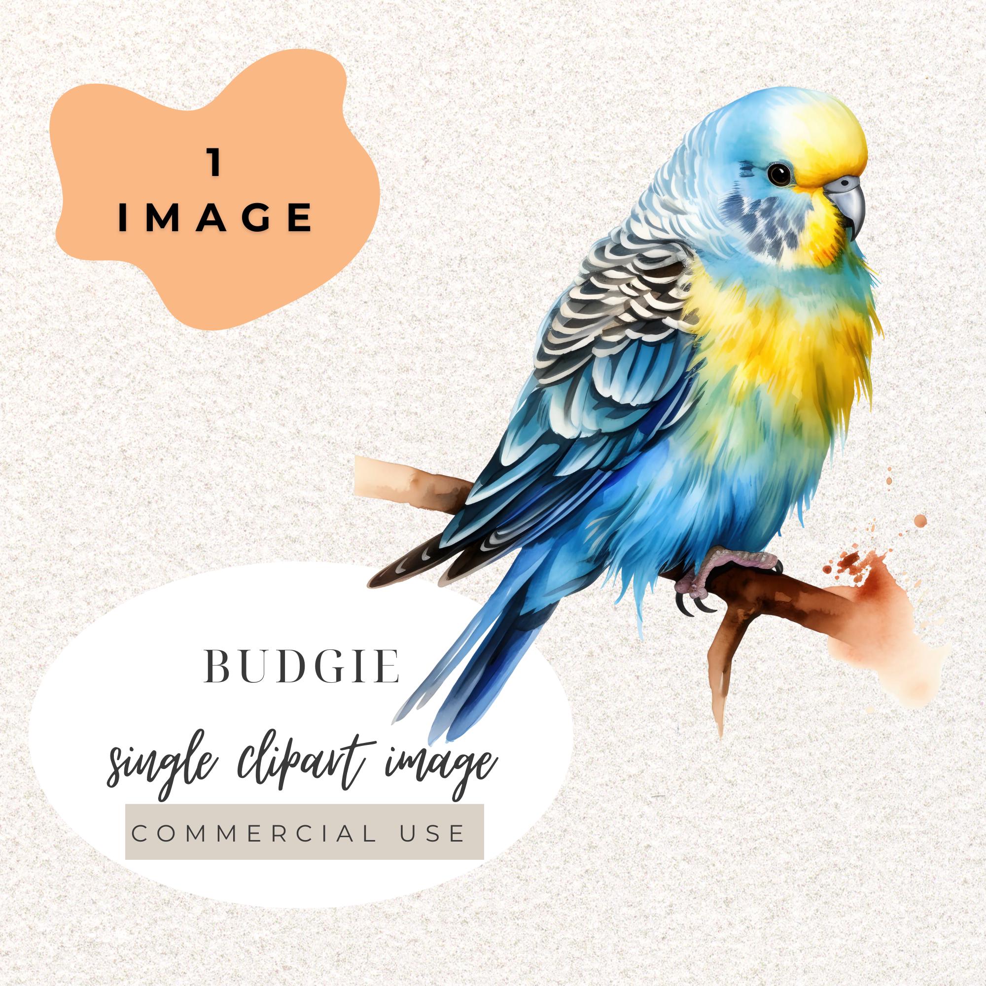 セキセイインコの鳥の水彩画クリップアート PNG（デジタルダウンロード