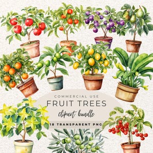 Fruit Tree Watercolour Clipart PNG  (Digital Download)