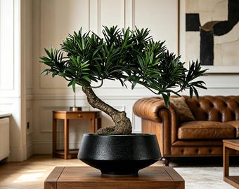 May include: A potted bonsai tree with a thick, textured, curved trunk and dense, dark green needle-like foliage. The tree is planted in a wide, matte black, bowl-shaped ceramic container with a slightly tapered base, resting on a wooden surface.