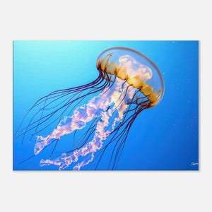 Jellyfish in Bloom