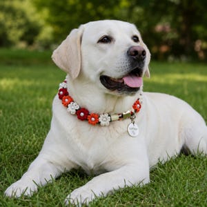 May include: A light-colored Labrador dog wearing a decorative collar adorned with small, crocheted red, orange, and white flowers, each featuring a central white pearl bead. The collar includes a silver-toned metal buckle and a round silver tag.