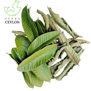 1000+ Guava Leaves, Dried Guava Leaves | Ceylon organic
