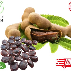 Tamarind Tree Seeds | Tamarindus Indica | Tropical Fruit Tree | Rare Exotic Seeds | Heirloom Garden Starter