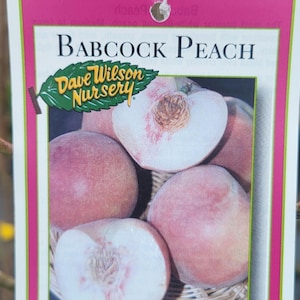 Free shipping - Babcock peach 3 to 4ft tall 3/4 inch trunk ship in 3 gallon pot
