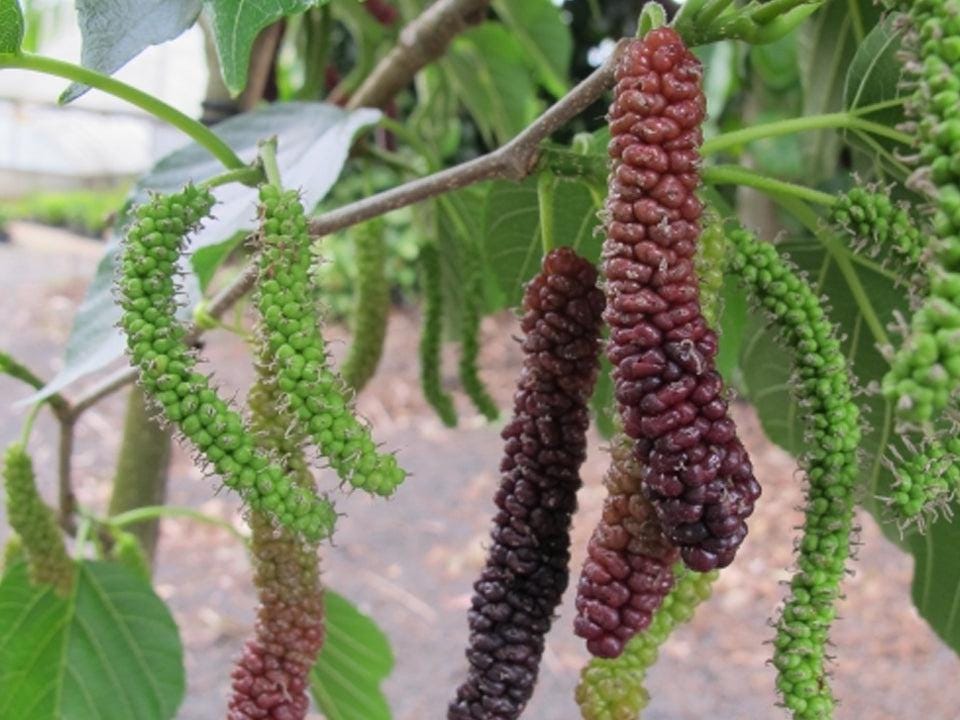 Free shipping - Pakistan mulberry 3 to 4ft tall 3/4 inch trunk ship in 3 gallon pot
