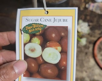 Free shipping - Sugar cane jujube tree - 3 to 4 ft tall 1/2 inch trunk ship in 3 gallon pot