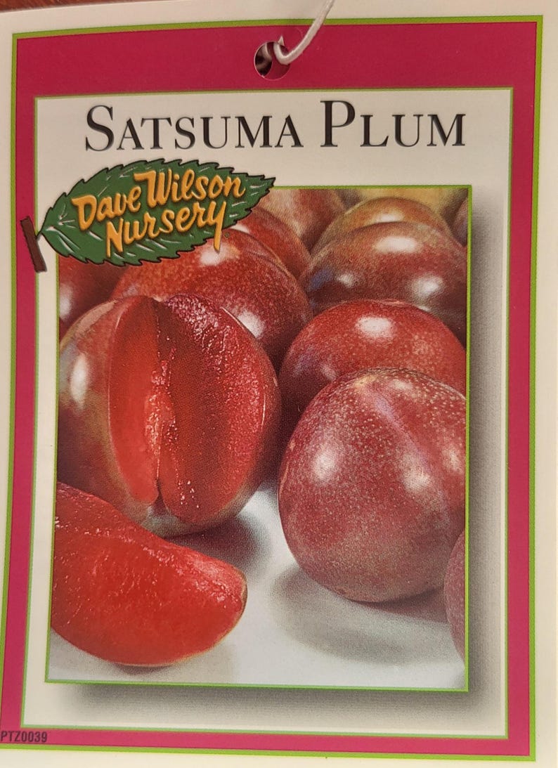 Free Shipping - Satsuma Plum 3 to 4ft Tall Ship in 3 Gallon Pot - Etsy