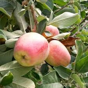 Free shipping - Anna apple plant 3 to 4 ft tall ship in 3 gallon pot