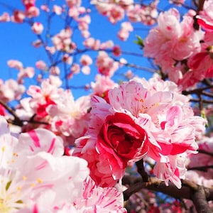 Free shipping - Peppermint flowering peach 3 to 4ft tall 3/4 inch trunk ship in 3 gallon pot