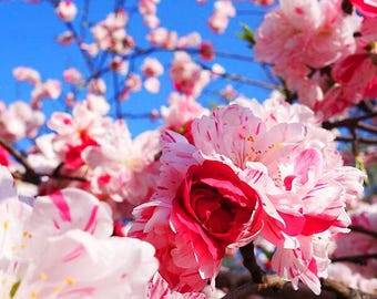 Free shipping - Peppermint flowering peach 3 to 4ft tall 3/4 inch trunk ship in 3 gallon pot