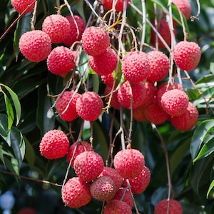 Free shipping - Airlayered sweetheart lychee plant 3 to 4 ft tall ship in 3 gallon pot