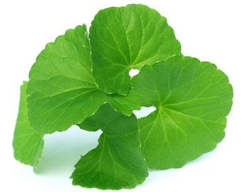Gotu Kola Essential Oil | Centella Asiatica | 100% Pure, Undiluted, and Natural | Therapeutic Grade Oils | Aromatherapy | 5ML To 1000 ML