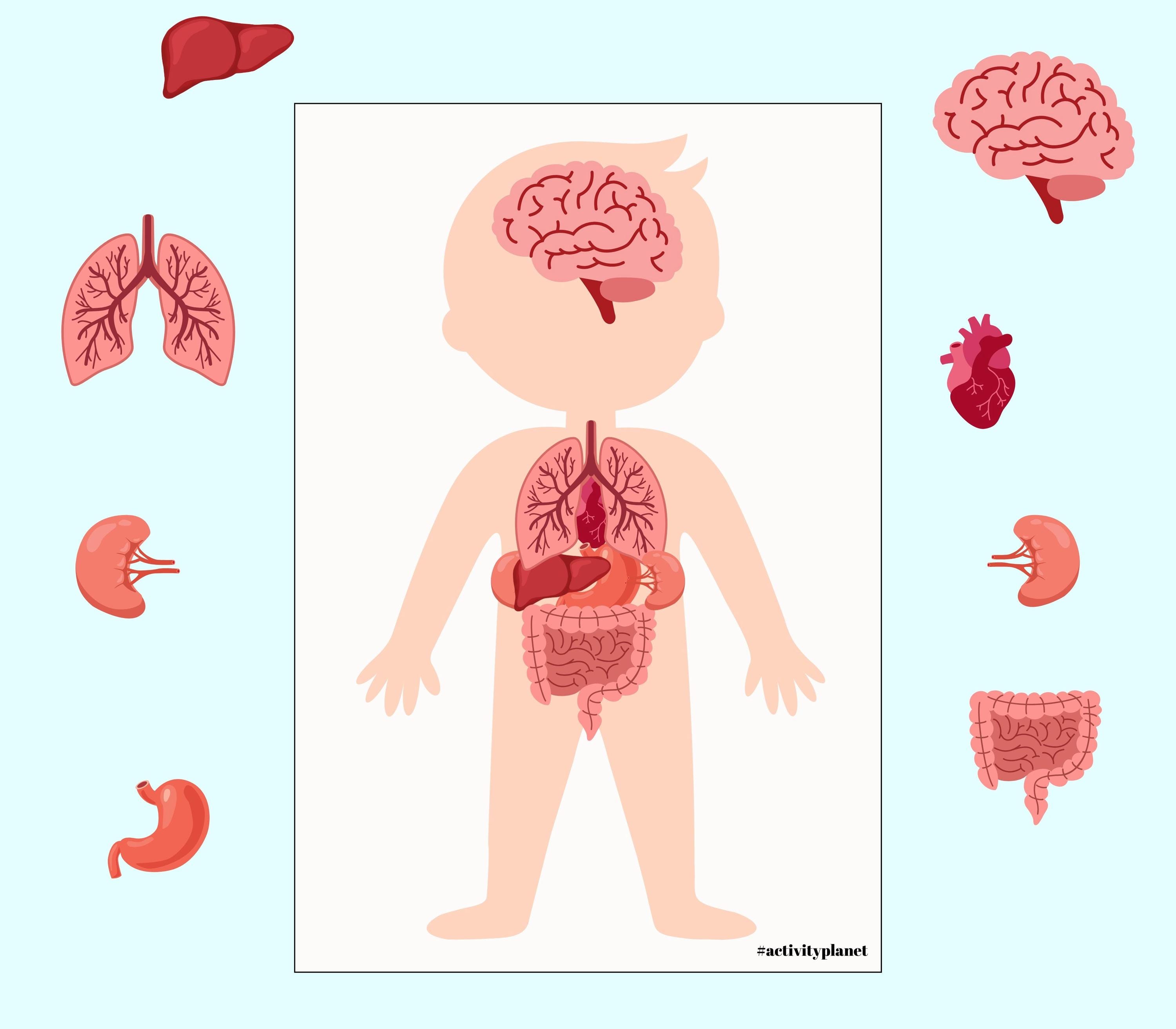 Human Anatomy Activity Unit, Printable Human Body Organ Matching ...