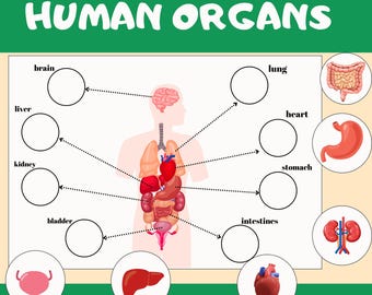 Unidad de actividades de anatomía humana, correspondencia de órganos del cuerpo humano imprimible, materiales de educación en el hogar para el plan de estudios preescolar, carpeta de aprendizaje Montessori