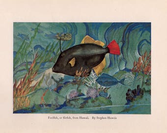 c. 1934 TROPICAL FISH PRINT - original vintage print - foolfish or  filefish from Hawaii