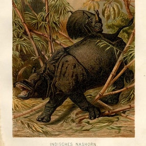 c. 1894 RHINOCEROS lithograph - original antique print - Asian rhinoceros print - Asian animal print - antique animal print