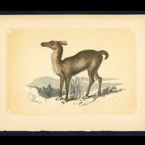c.1853 THE LLAMA woodblock • original antique print • Andes animal print • Bicknell print • camel family • Lamoid print