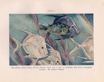 c. 1934 TROPICAL FISH PRINT - original vintage print - moonfishes & trunkfish