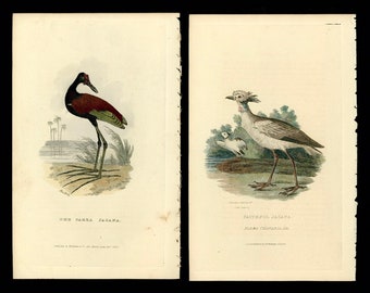 c. 1829 JACANA BIRD engravings • set of 2 original antique prints • hand colored engraving  • bird print from Cuvier • marsh birds