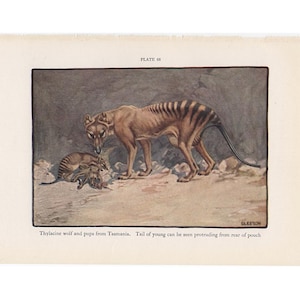 EXTINCT! c. 1934 THYLACINE WOLF lithograph - vintage animal print - Zoo animal from National Zoological Park - Tasmanian tiger • 5.5 x 8.5&quot;