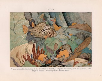 PESCE TROPICALE stampa vintage c. 1934 - litografia originale d'epoca - pesce scatola o pesce scatola nell'Oceano Atlantico