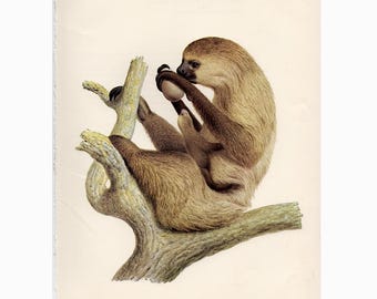 VINTAGE SLOTH lithograph c. 1970 • original vintage print • two toed sloth print • Mother's day gift