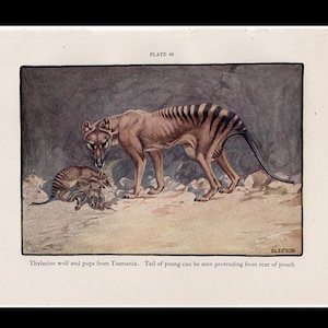 Tilacino, tigre de Tasmania, litografía, c. 1934 • Estampado original de época • Estampado de animales australianos • Estampado de marsupiales • Lobo de Tasmania