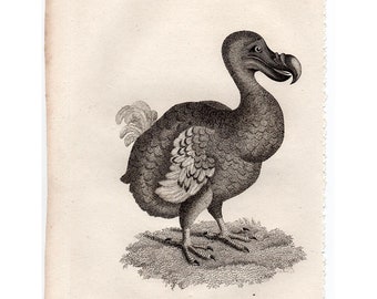 RARE! c. 1808 DODO BIRD engraving • original antique print • dronte print • dodo print • extinct animal • flightless bird of Mauritius •