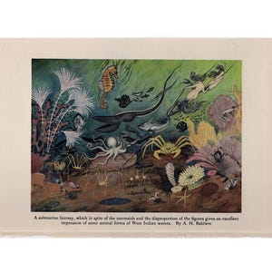 一般的なイカのアンティーク版画 1894年頃 • オリジナルアンティーク石