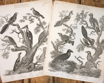 c. 1819 ANTIQUE BIRD engravings - set of 2 original antique prints - ornithology prints of game birds - land birds - woodpecker raven magpie