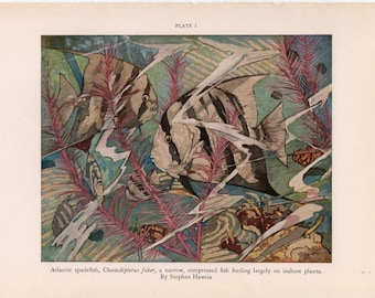 c. 1934 TROPICAL FISH PRINT - impresión vintage original - pez spadefish atlántico