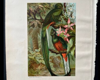 c. 1885 RESPLENDENT QUETZAL lithograph • original antique print • Rev J. G. Wood bird print • Resplendent trogon • exotic tropical bird