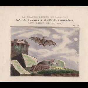 c. 1830 ANTIQUE BAT engraving • original antique print • hand colored • flying bats • Buffon Cuvier • vampire • vintage Halloween decor