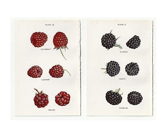 RASPBERRY lithographs c. 1899 • original antique prints • fruit prints • red raspberries & black raspberries • berries print • set of 2