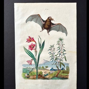 c. 1835 BAT & GLADIOLI engraving • original antique print • hand colored • botanical print • bats print • Guerin exotic nature print