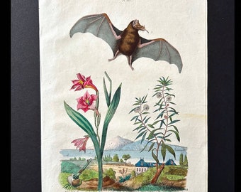 c. 1835 BAT & GLADIOLI engraving • original antique print • hand colored • botanical print • bats print • Guerin exotic nature print