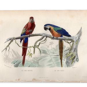 c. 1858 RED & BLUE MACAWS engraving • original antique print • hand colored • New World parrots print • tropical birds • aviculture
